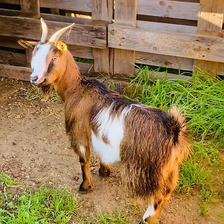 De Santis Relax E Natura Apartment Gallipoli