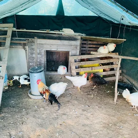 Appartamento De Santis Relax E Natura A