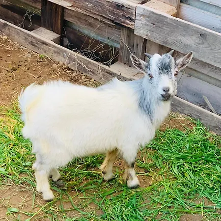 De Santis Relax E Natura A Appartamento