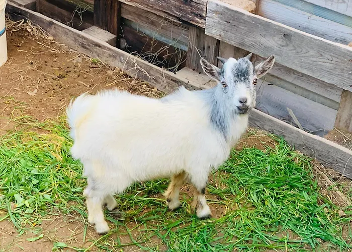 De Santis Relax E Natura Apartament